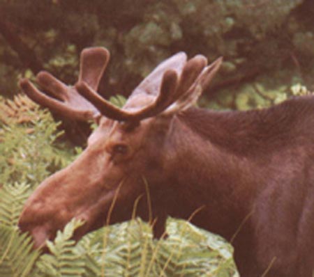 moose browsing