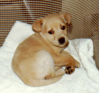 Puppy at 6 weeks