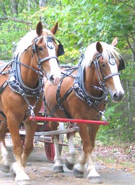 Draft horses