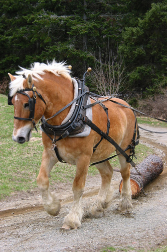 Horse twitching a log