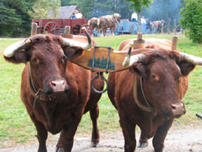 Oxen